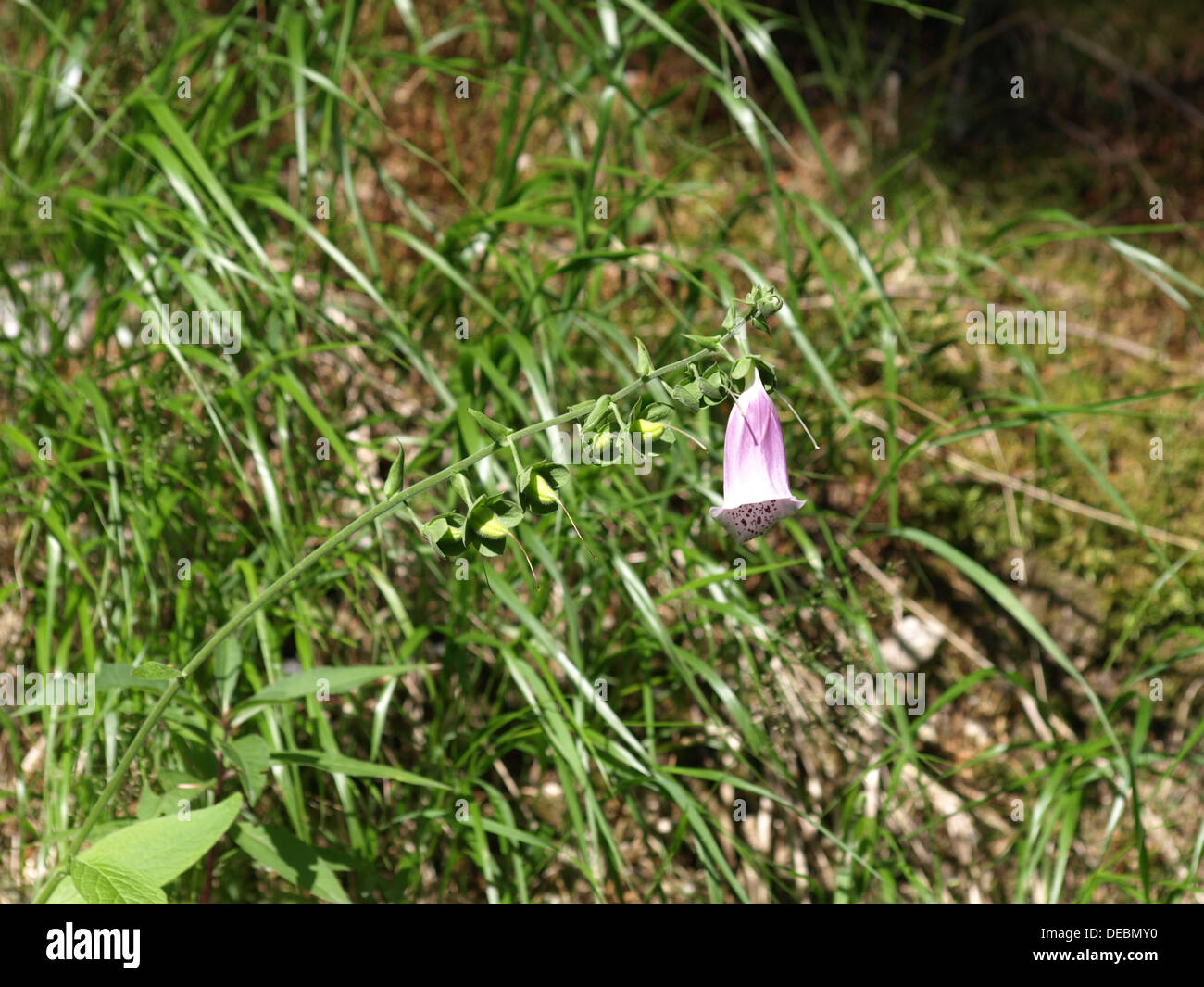 gemeinsamen Fingerhut, Fingerhut, Lady Handschuh, lila Fingerhut / Digitalis Purpurea / Roter Fingerhut Stockfoto