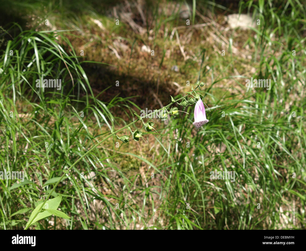 gemeinsamen Fingerhut, Fingerhut, Lady Handschuh, lila Fingerhut / Digitalis Purpurea / Roter Fingerhut Stockfoto