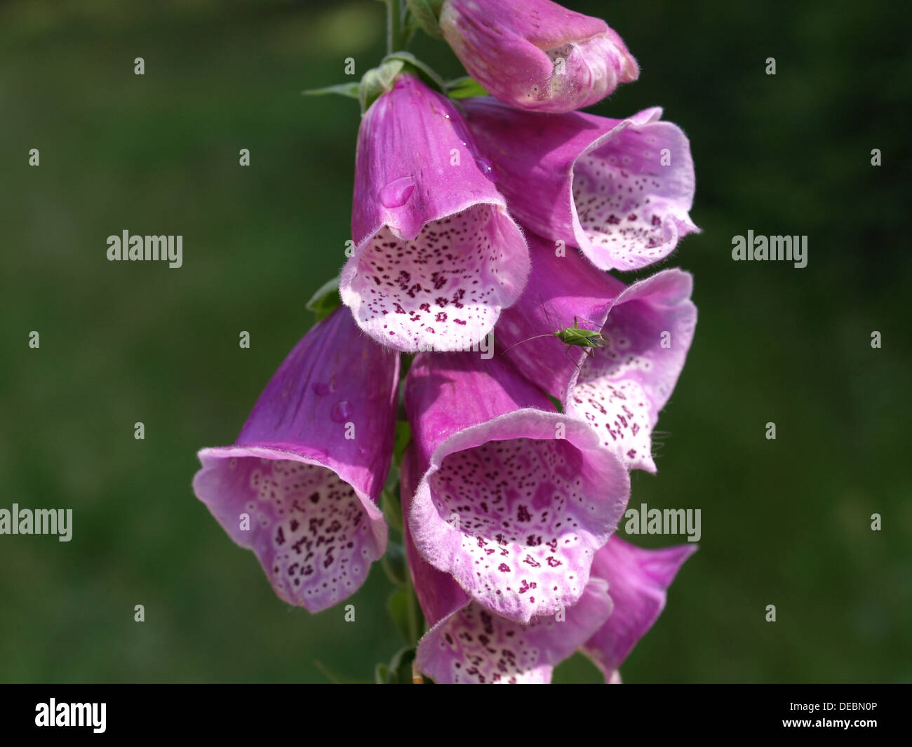 gemeinsamen Fingerhut, Fingerhut, Lady Handschuh, lila Fingerhut / Digitalis Purpurea / Roter Fingerhut Stockfoto