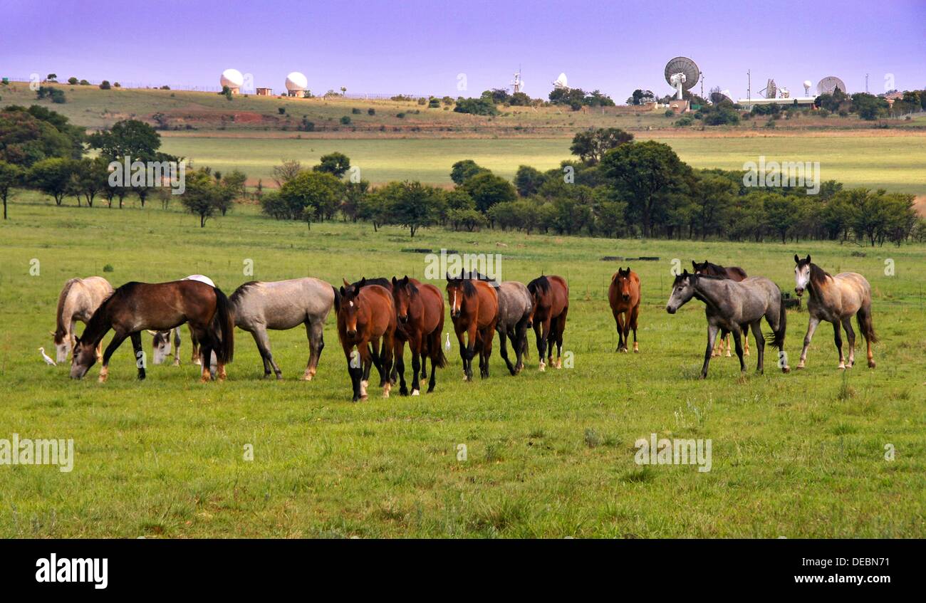 Pferde grasen in der Nähe von CSIR Anwendungen Satellitenzentrum, Hartebeeshoek, Südafrika. Stockfoto