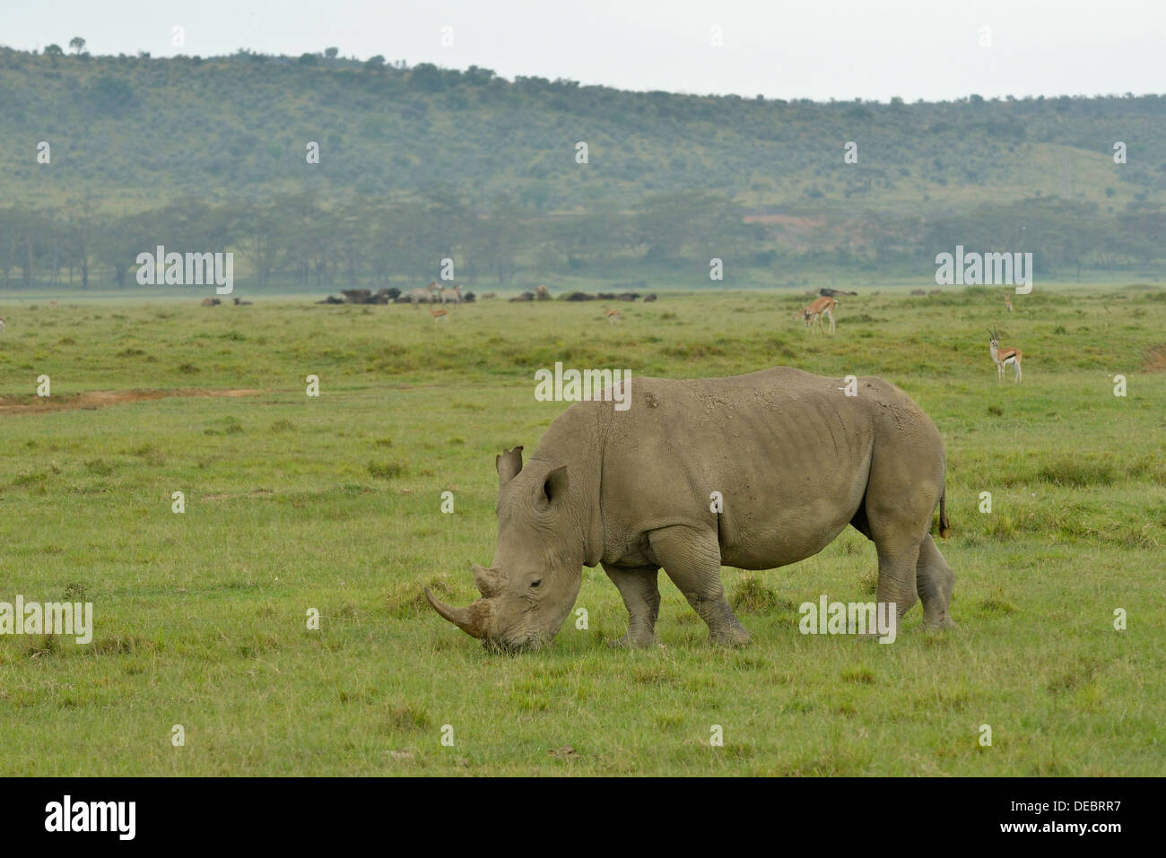 Breitmaulnashorn oder Square-lippige Rhinoceros (Ceratotherium Simum), Lake Nakuru National Park, in der Nähe von Nakuru, Provinz Rift Valley Stockfoto