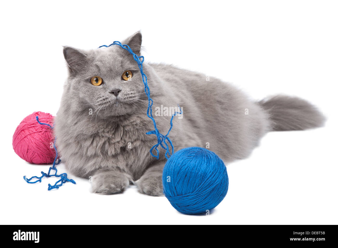 Katze spielt mit Schothorn isoliert Stockfoto Katze spielt mit Schothorn isoliert Stockfoto