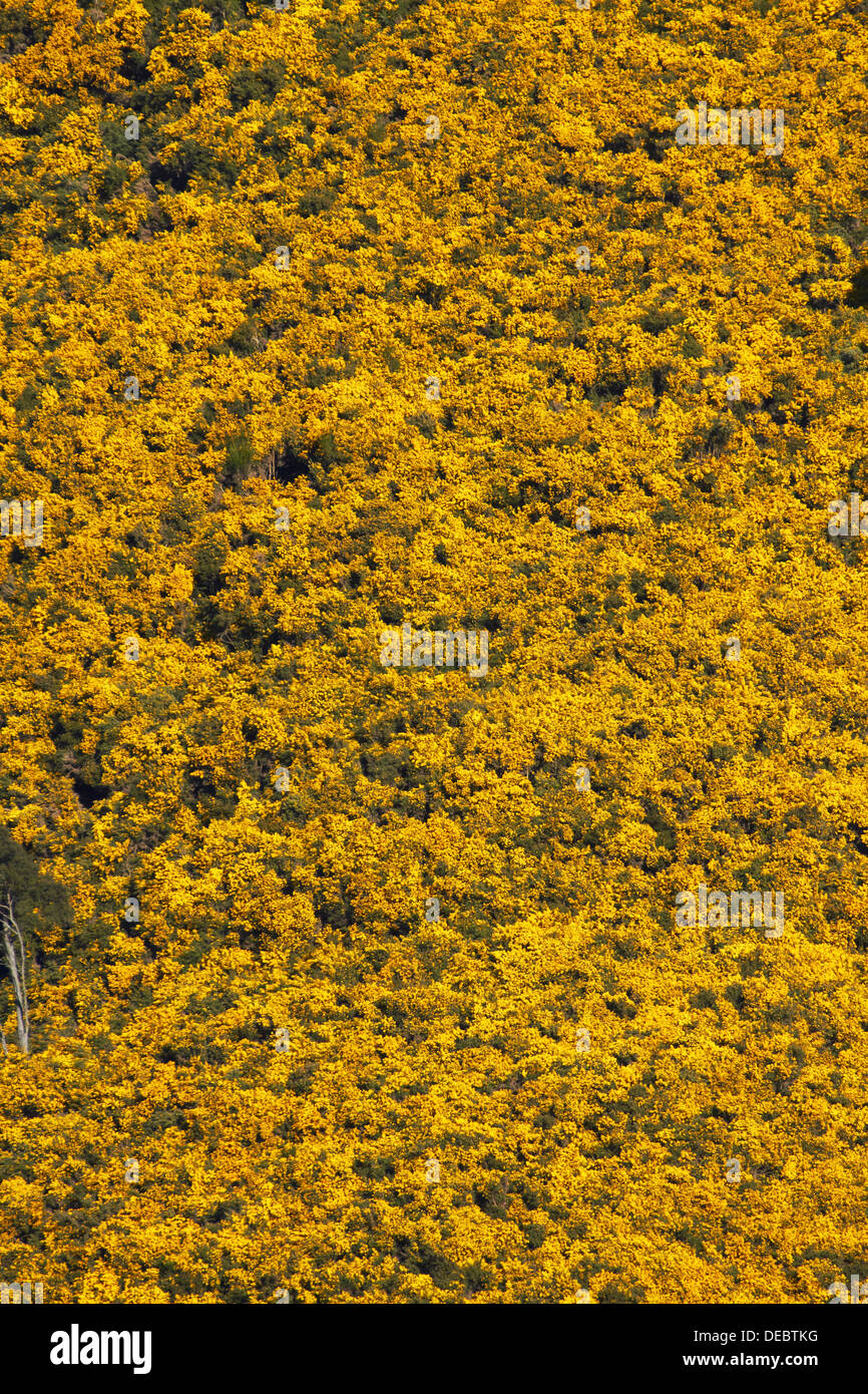 Ginster auf Ackerland in der Nähe von Port Chalmers, Dunedin, Otago, Südinsel, Neuseeland Stockfoto