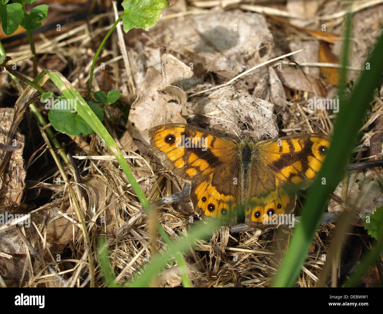 Wand braun / Lasiommata Megera / Mauerfuchs Stockfoto