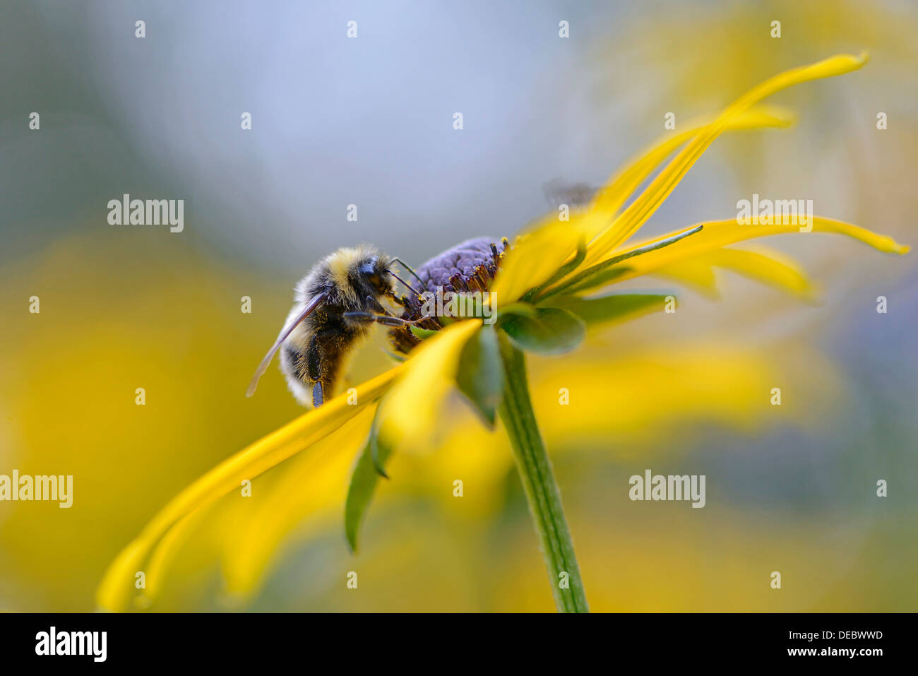 White-tailed Hummel (Bombus Lucorum), Emsland, Niedersachsen, Deutschland Stockfoto