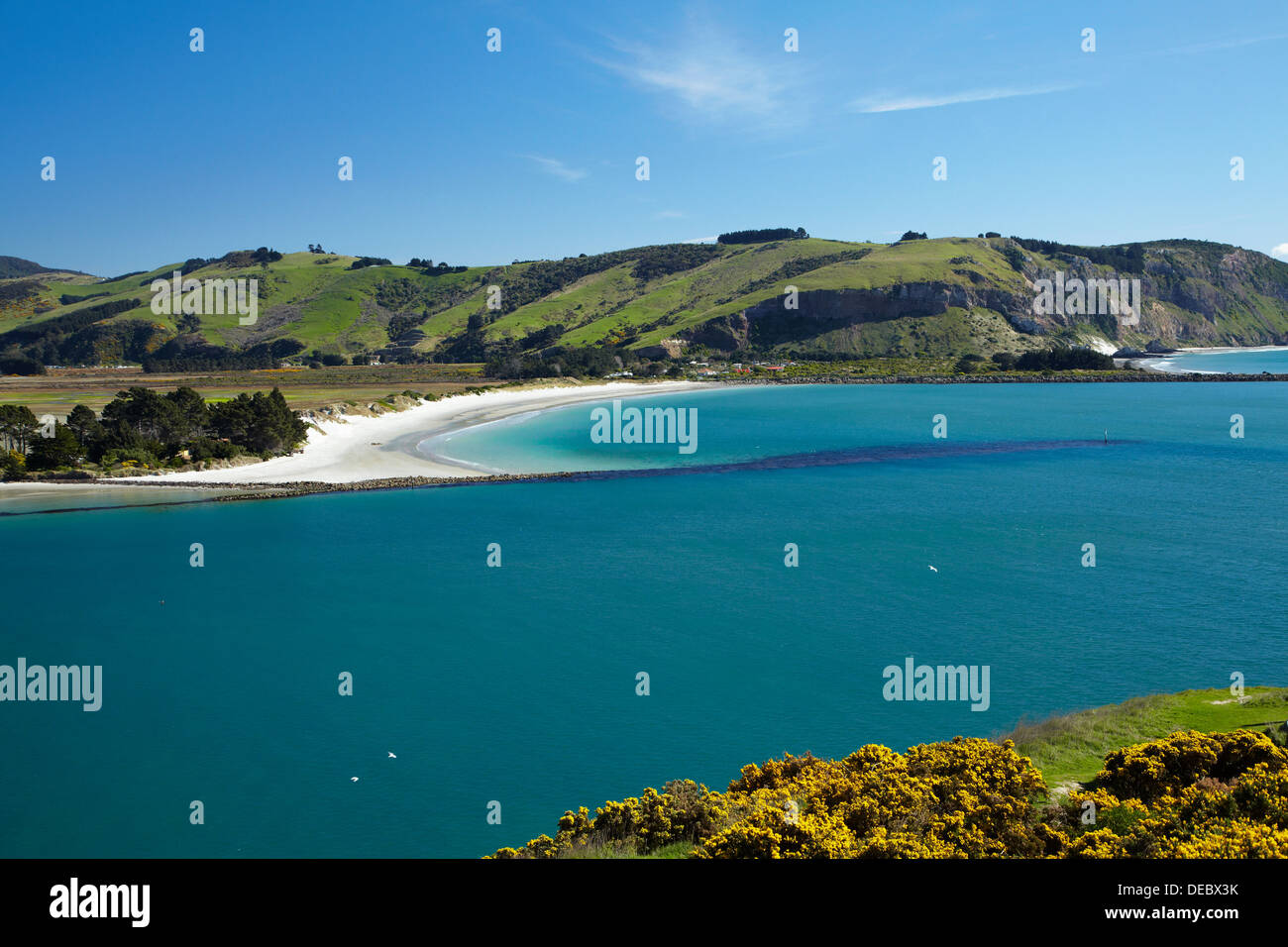 Ginster, Otago Harbour Eingang und Aramoana Strand, Dunedin, Otago, Südinsel, Neuseeland Stockfoto