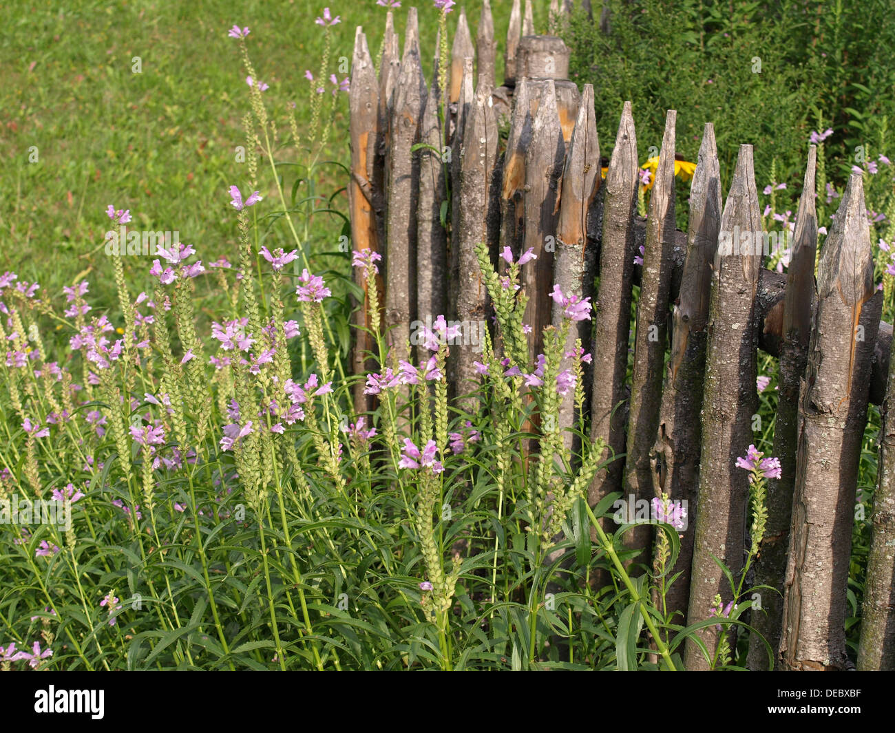 Gehorsam Pflanze, Gehorsam, falsche Drachenkopf / Physostegia Virginiana / Gelenkblume Stockfoto