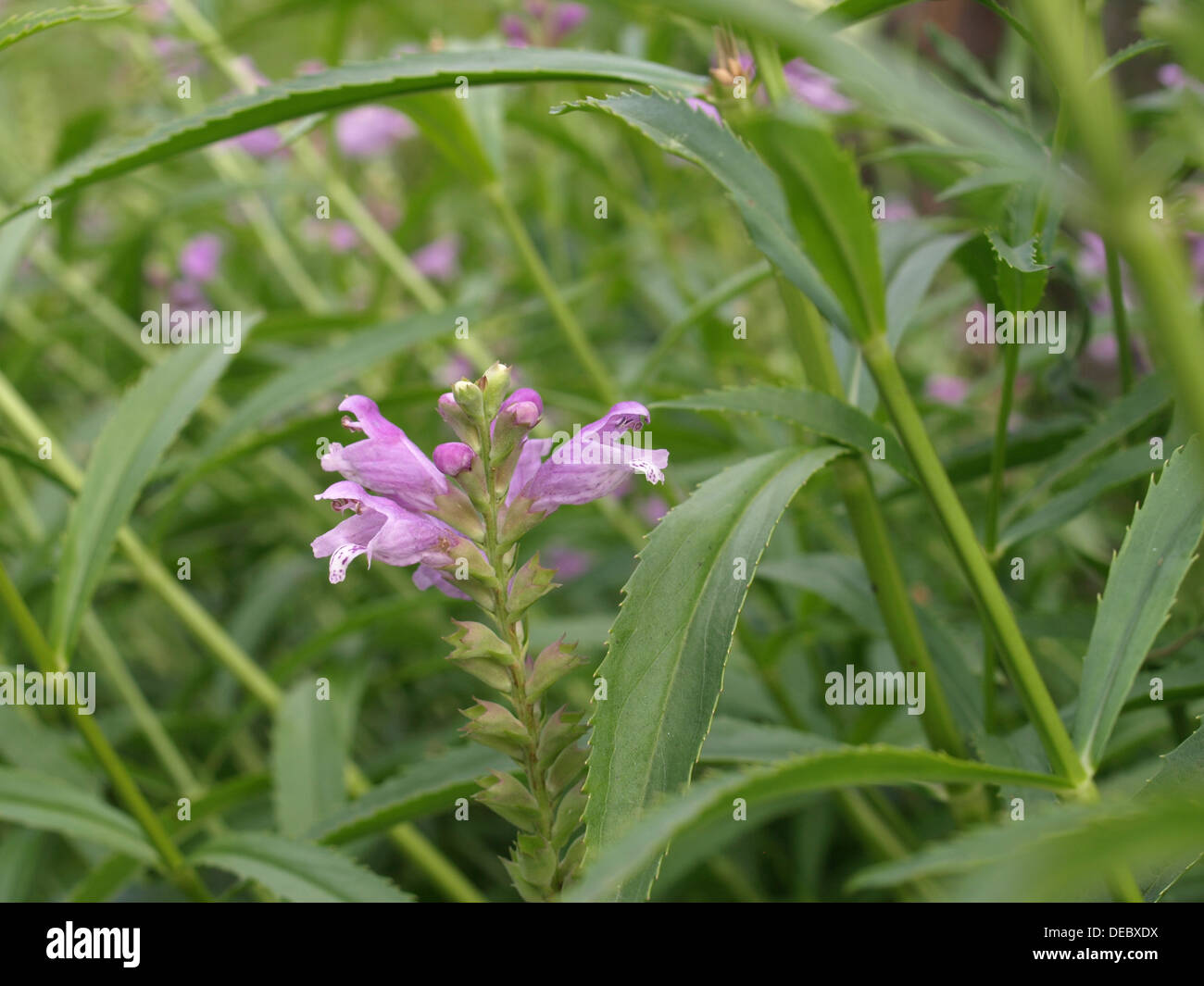 Gehorsam Pflanze, Gehorsam, falsche Drachenkopf / Physostegia Virginiana / Gelenkblume Stockfoto