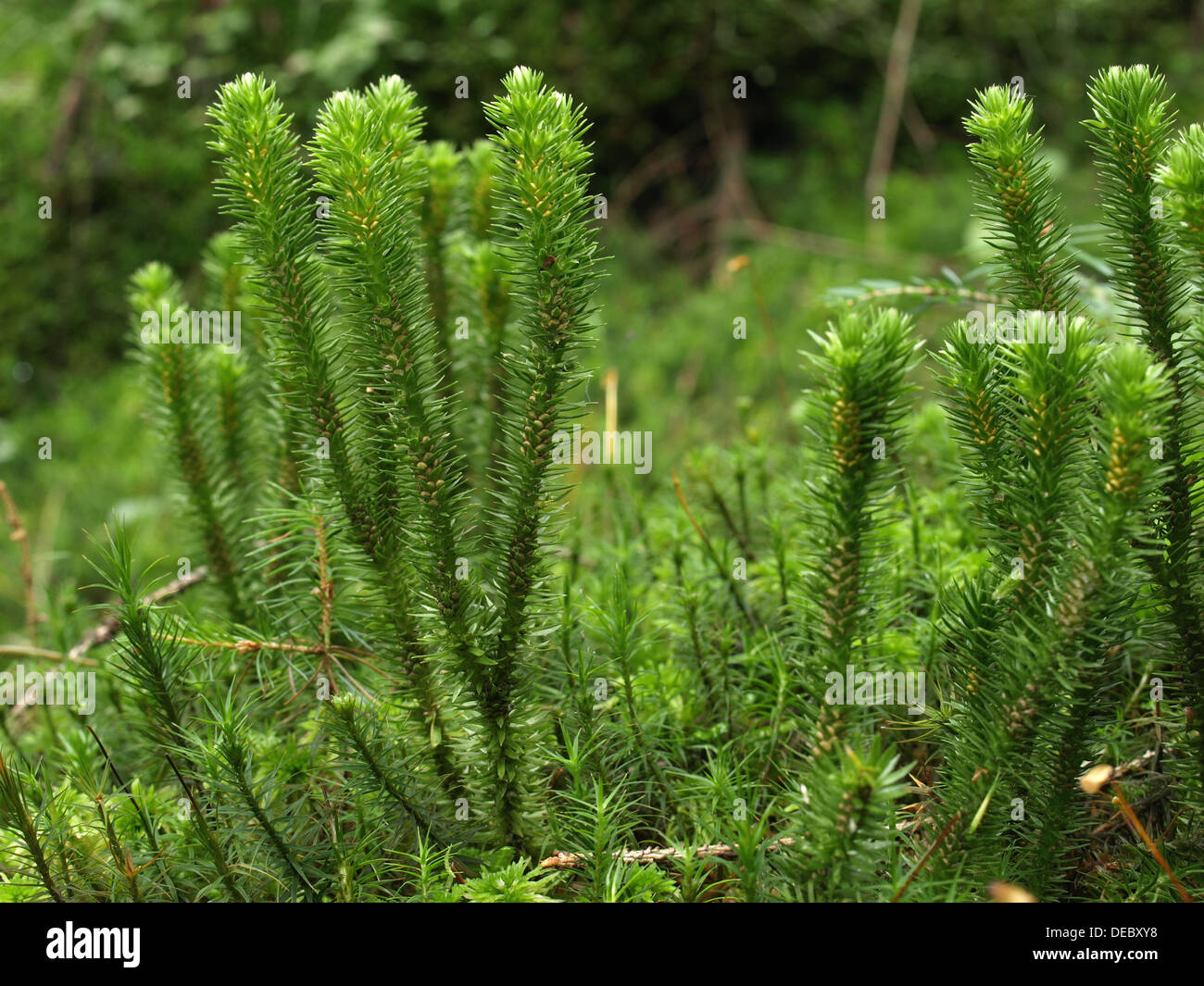 überschwemmt Bärlapp / Lycopodiella Inundata / Sumpf-Bärlapp ...