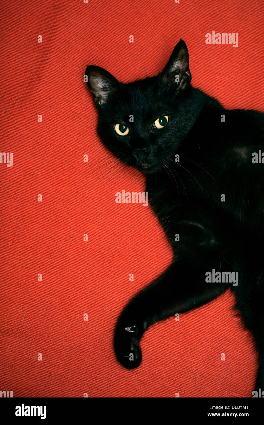 Schwarze Katze Stockfoto