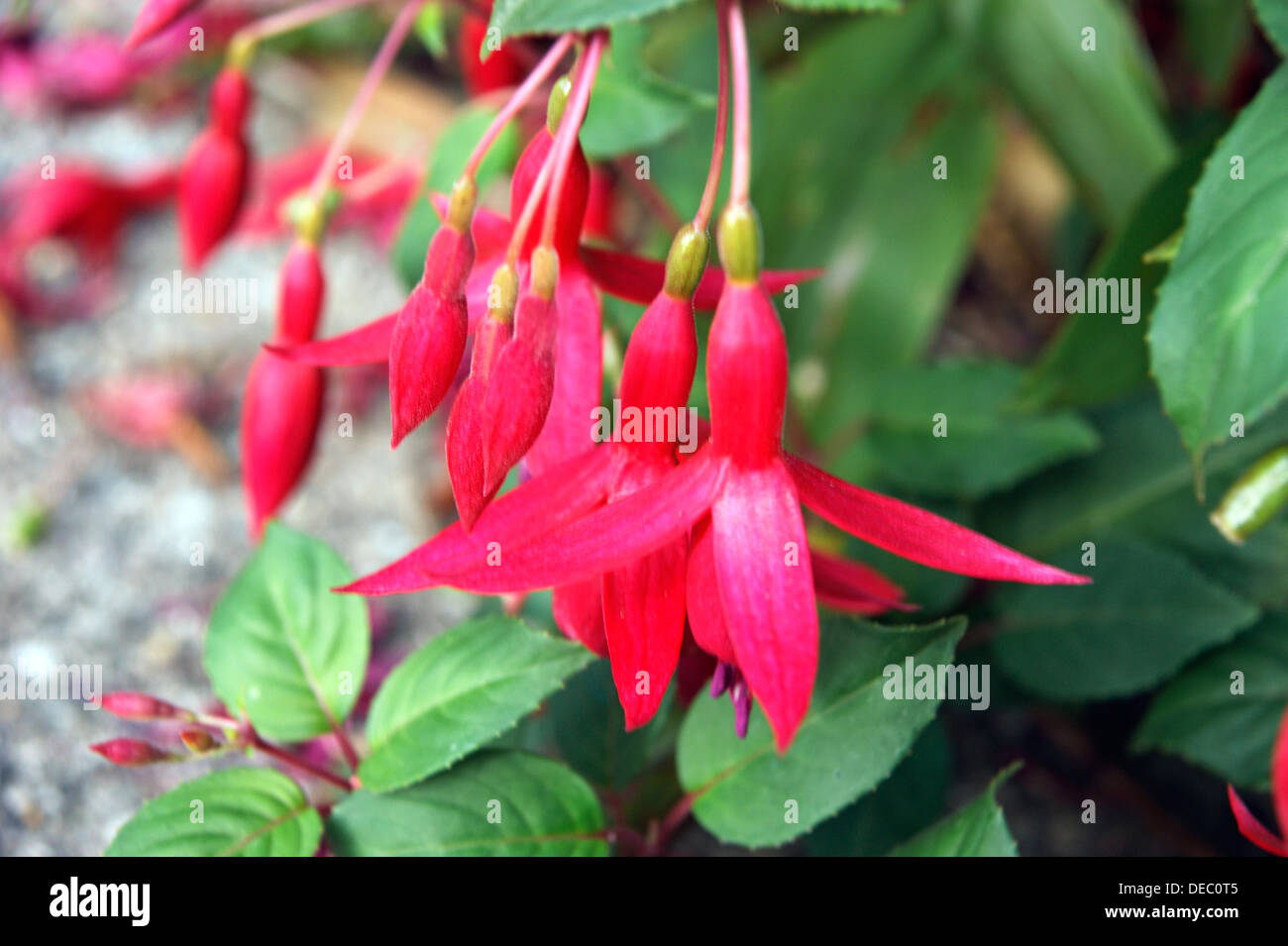 Fuschia Strauch aus biologischem Anbau in einen Bio-Garten Stockfoto