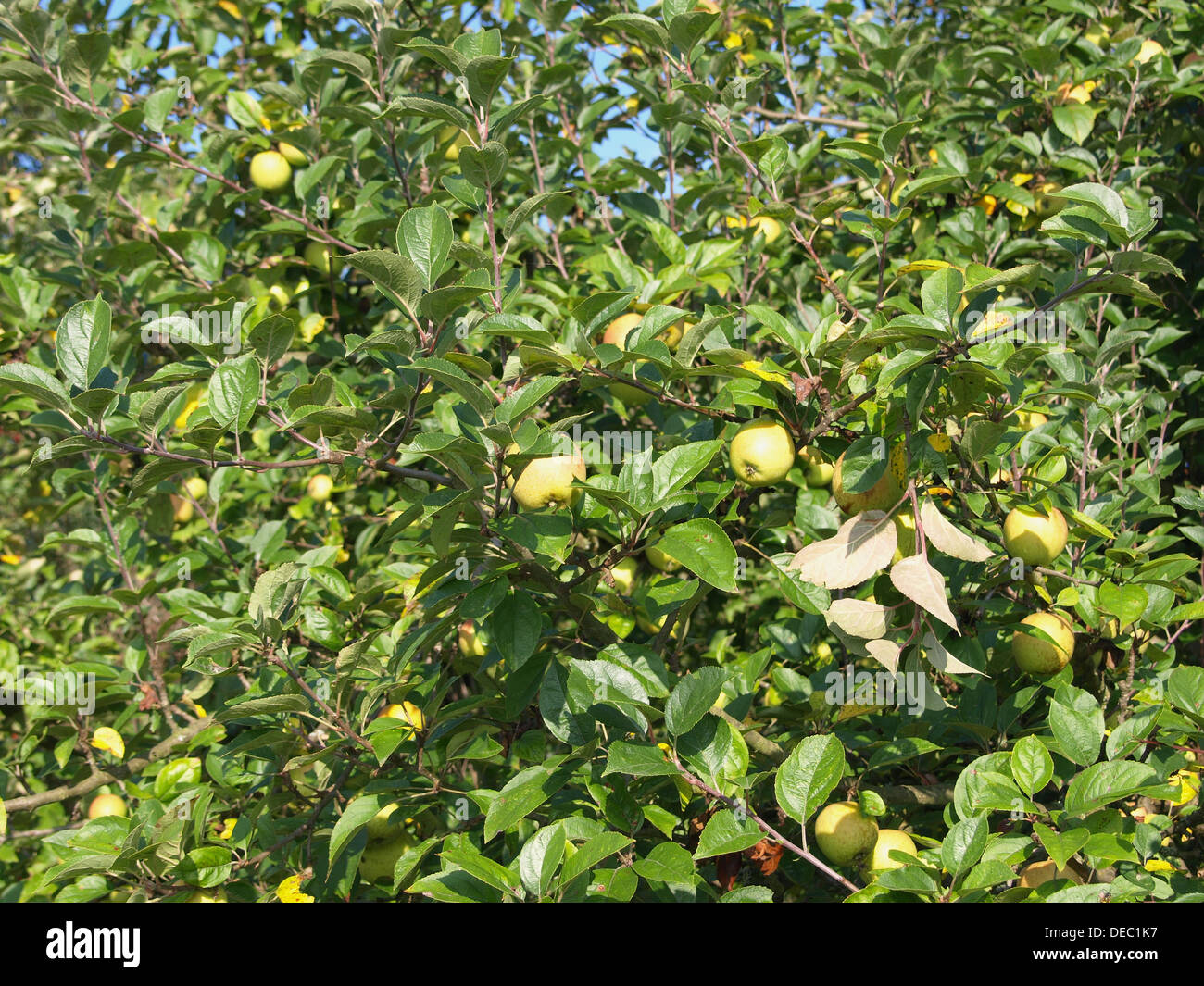 Äpfel auf einem Apfelbaum / Äpfel ein Einem Apfelbaum Stockfoto