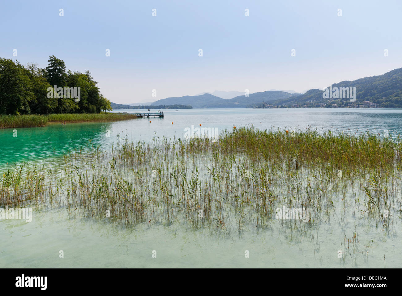 Schilf am Ufer des Wörthersees, Pörtschach am Wörther See, Kärnten, Österreich Stockfoto