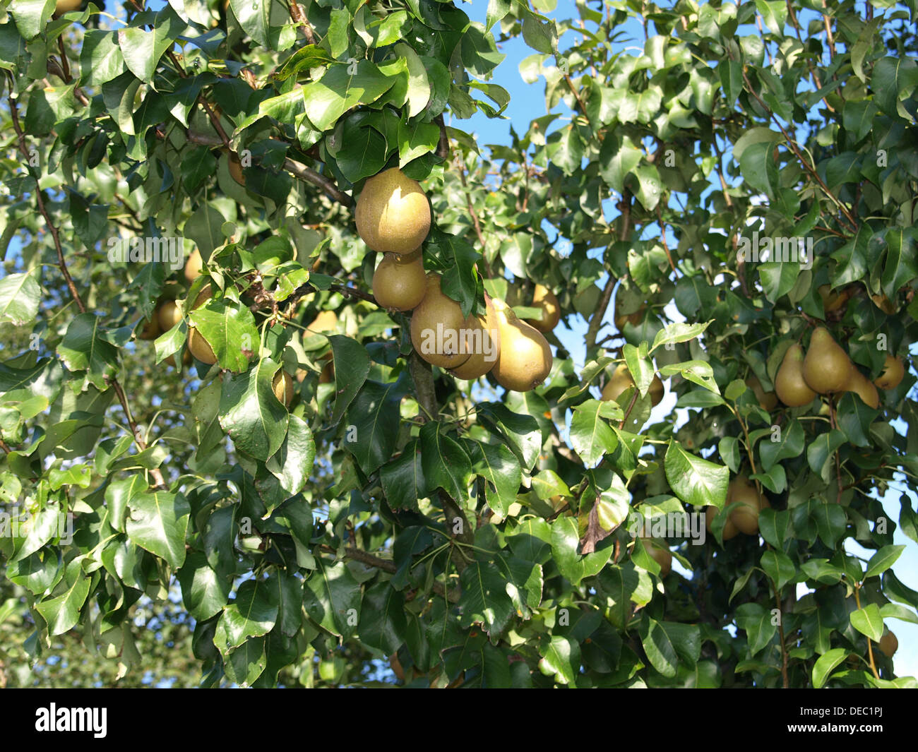 Birnen auf einem Baum / Birnen am Baum Stockfoto