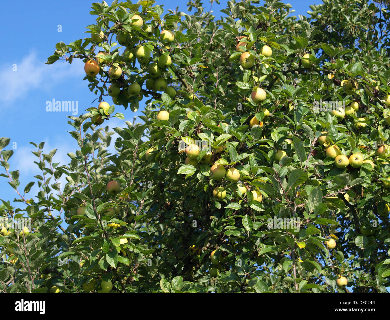 Äpfel auf einem Apfelbaum / Äpfel ein Einem Apfelbaum Stockfoto
