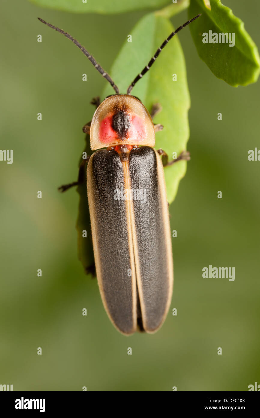 Eine männliche Big Dipper Firefly (Photinus Pyralis) hockt auf einem Blatt. Stockfoto