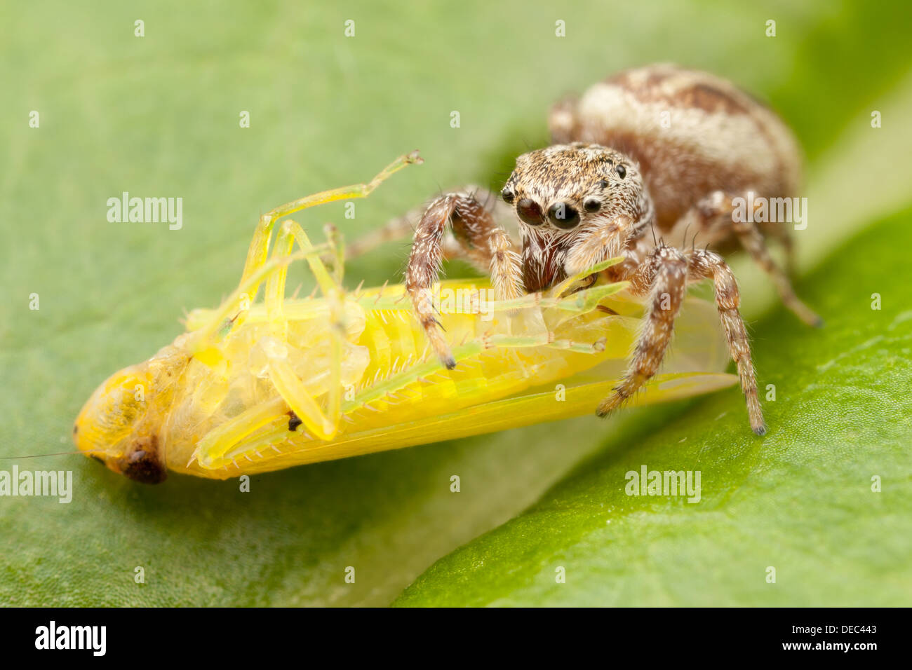 Ein Jumping Spider (Pelegrina Proterva) - steht weiblich auf einem Blatt mit seiner neu gefangen Leafhopper Beute Stockfoto