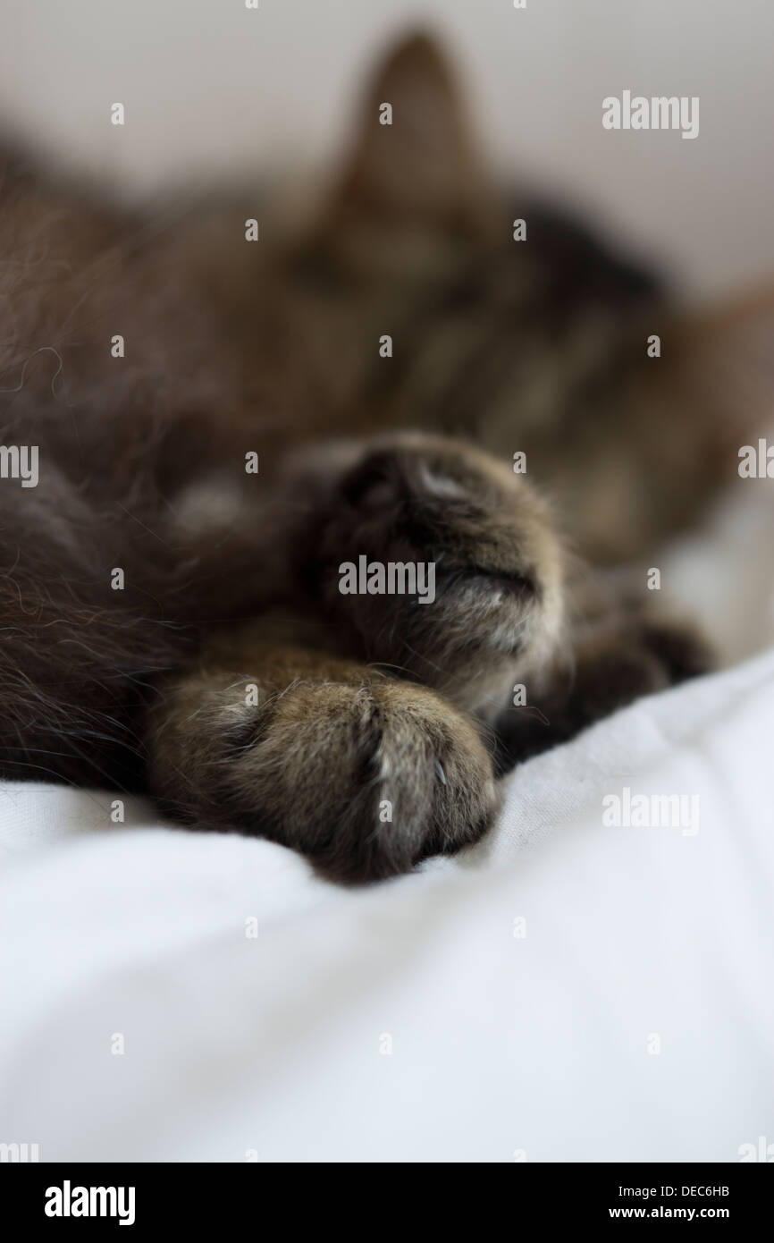 Katze Pfoten schlafen Bett Ohren Gesicht Körper Beine Füße Stockfoto