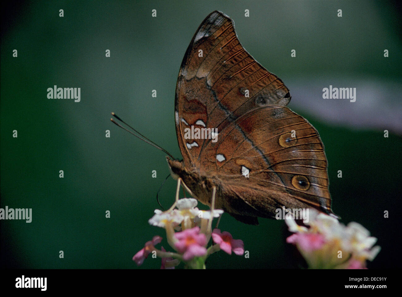 Schmetterling (Doleschallia Bisaltide). Malaysien Stockfoto