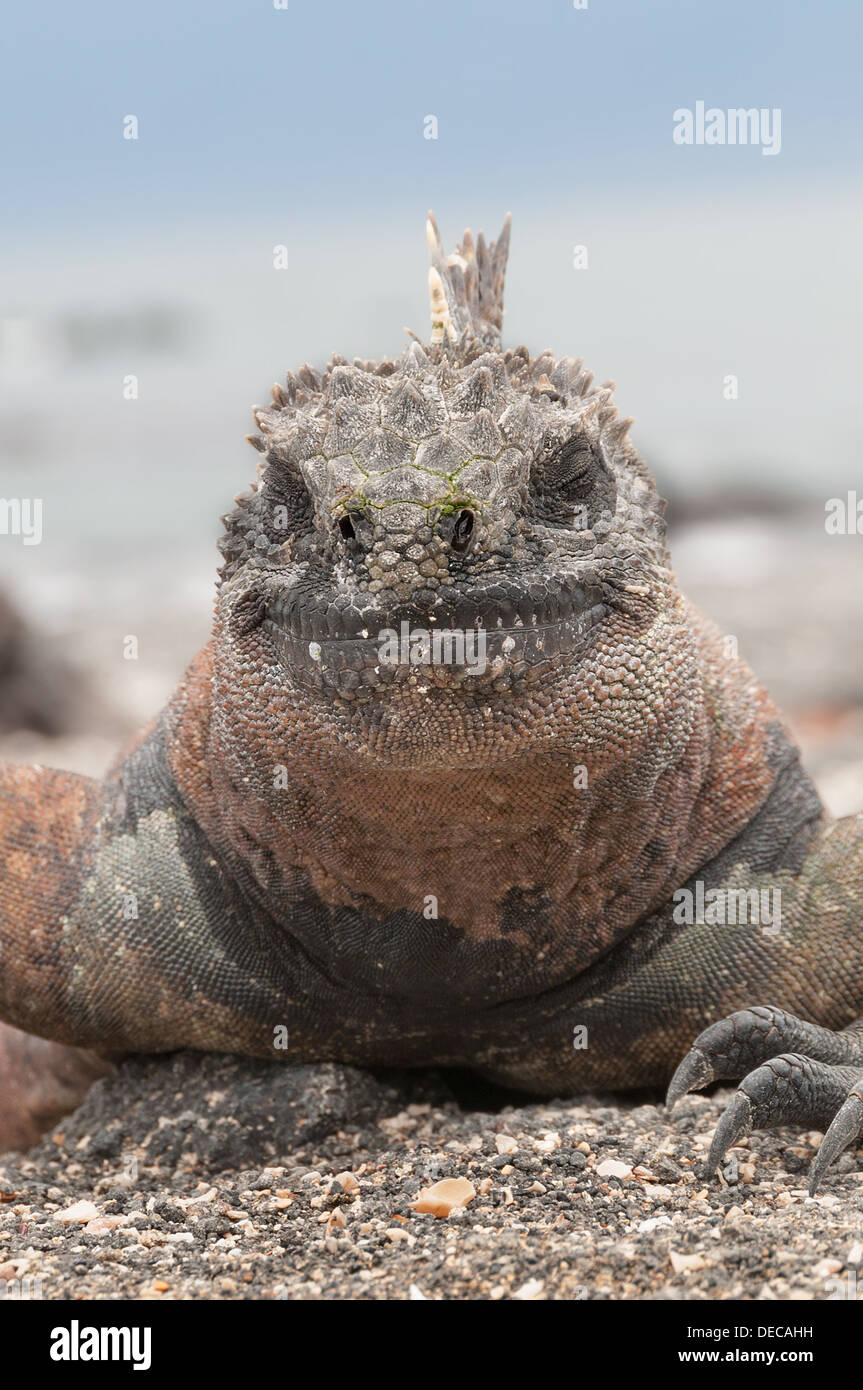 Bunte männliche marine Iguana auf Vulkangestein Kopf in Nahaufnahme. Stockfoto