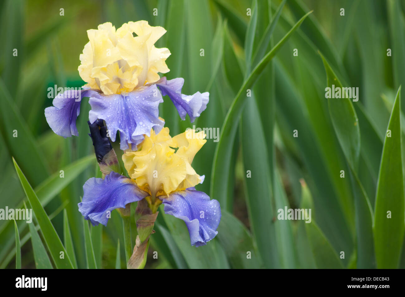 zwei nass gelbe und blaue Iris auf einem grünen Blättern Hintergrund Stockfoto