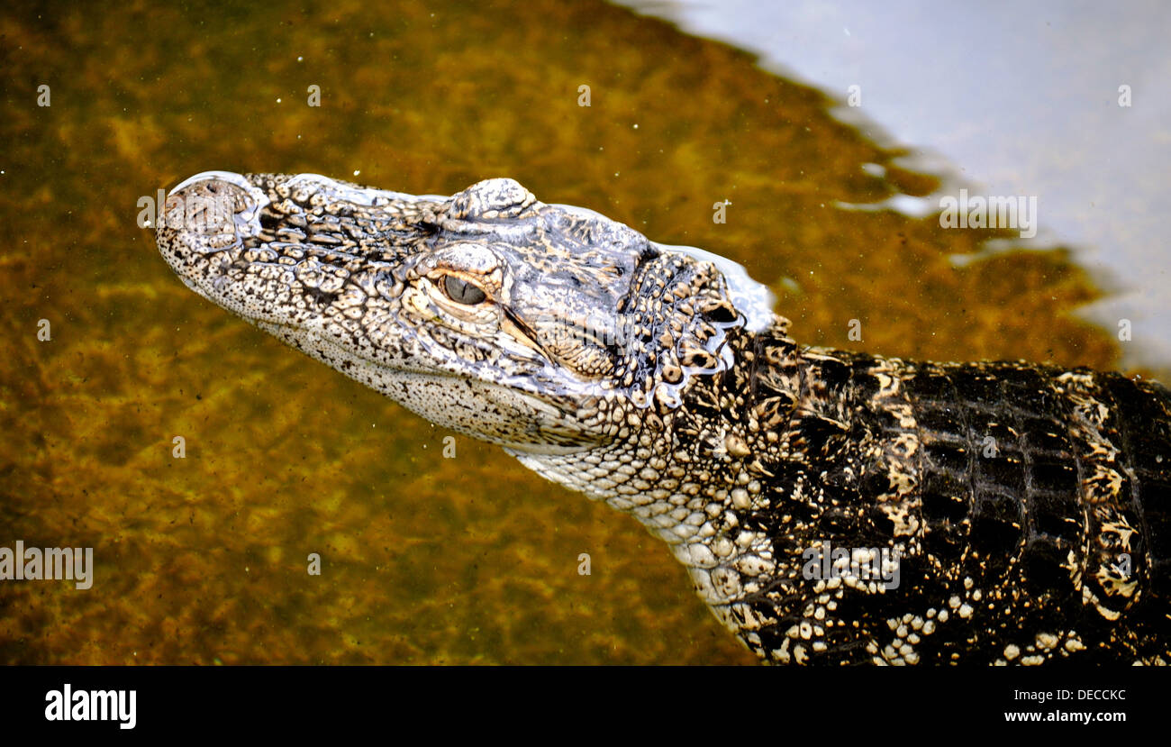 Alligator-Lächeln Stockfoto