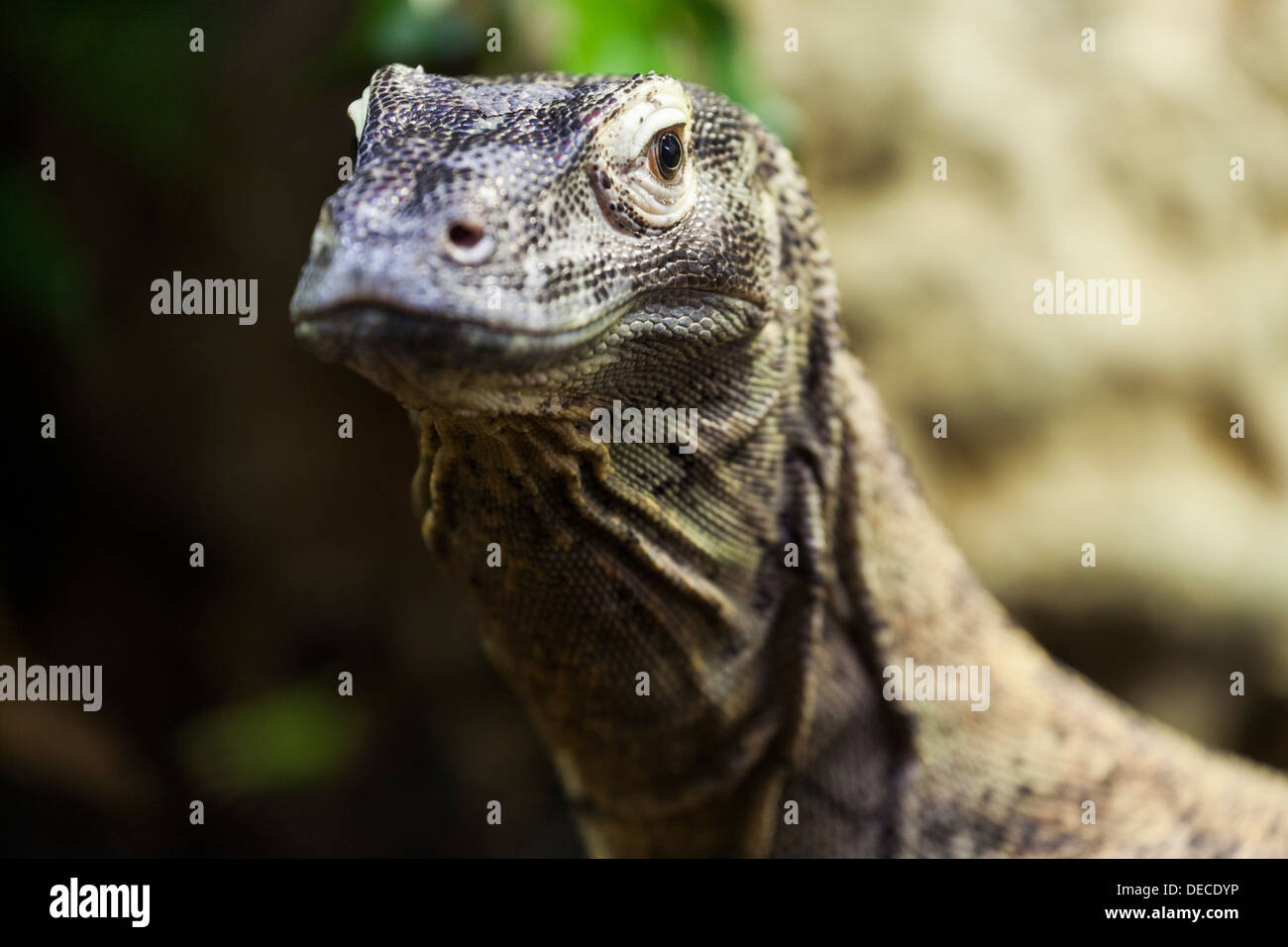 Varanus Acanthurus im Bioparco, Rom, Italien, Europa Stockfoto