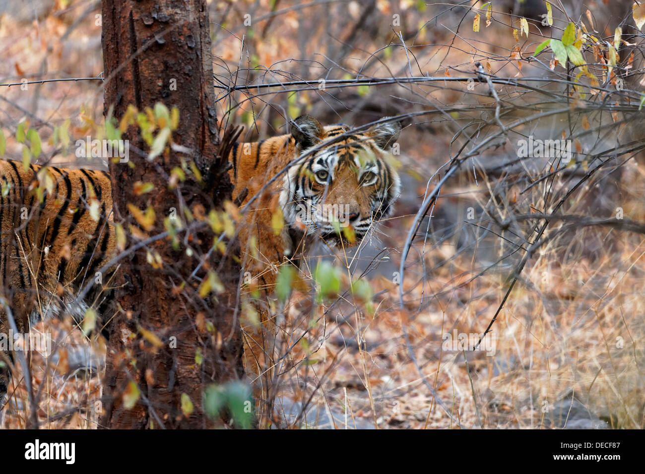 Bengalische Tigerin Machali starrte neben den Bäumen am Ranthambhore Wald, Indien. (Panthera Tigris) Stockfoto