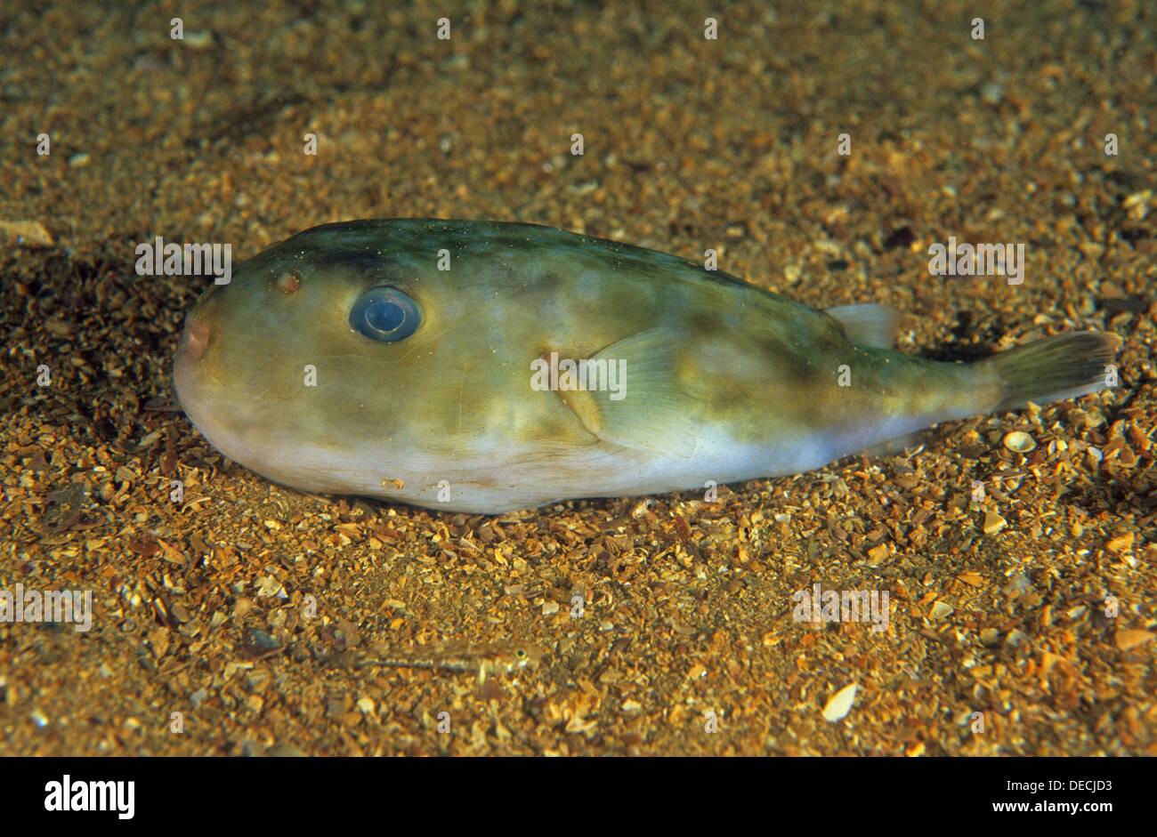 lagocephalus-lagocephalus-stockfotos-und-bilder-kaufen-alamy