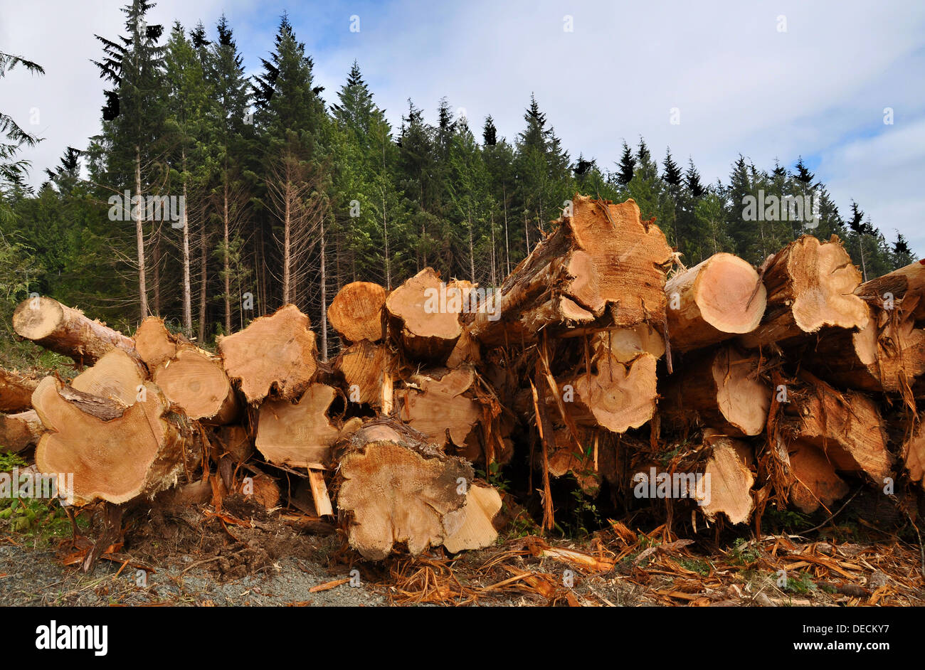 Gefällte Bäume warten auf Übertragung, Vancouver Island, Kanada Stockfoto