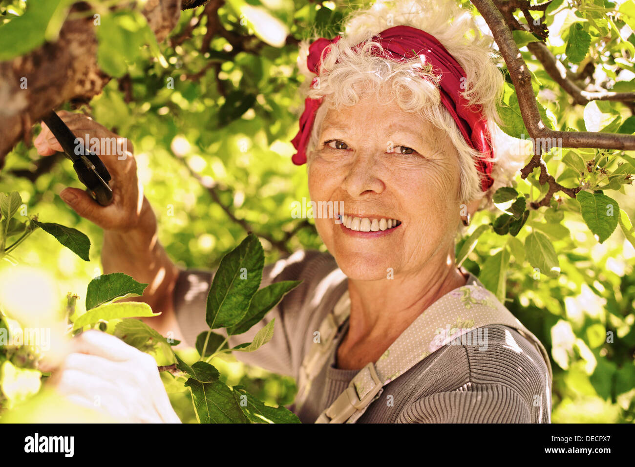 Glückliche ältere Frau Baumschnitt Baum im Hof - Senior weiblichen Gärtner arbeiten im Garten Stockfoto