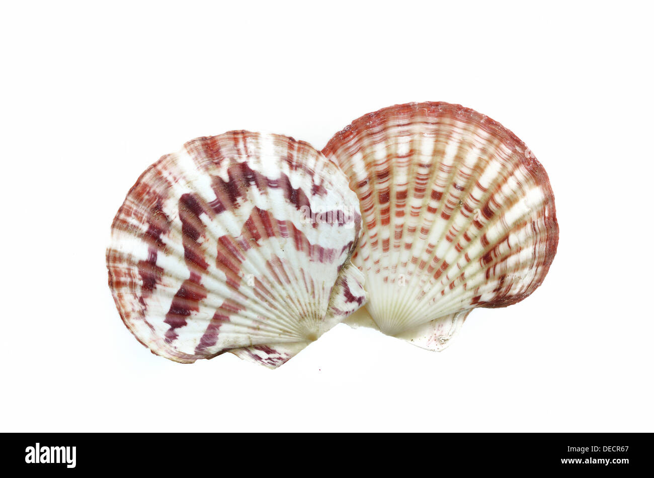 Muscheln, die isoliert auf weißem Hintergrund Stockfoto