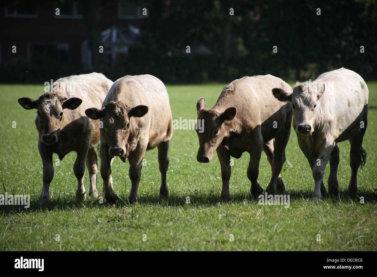 Kühe Kühe im Feld Stockfoto