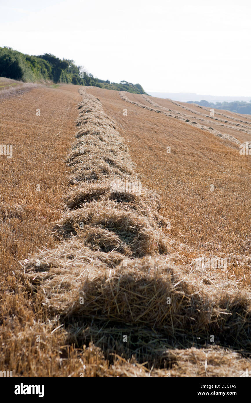 Geernteten Haufen von Stroh bereit, in der offenen Landschaft Ballen gepresst werden. Stockfoto