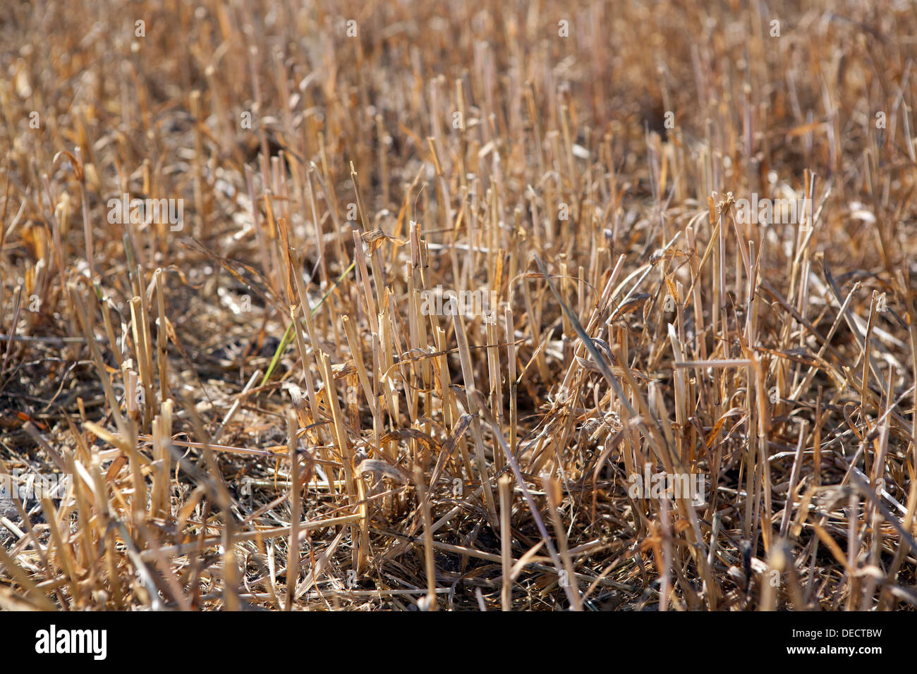 Nahaufnahme von Mais Stoppeln, nachdem eine Ernte stattgefunden hat. Stockfoto