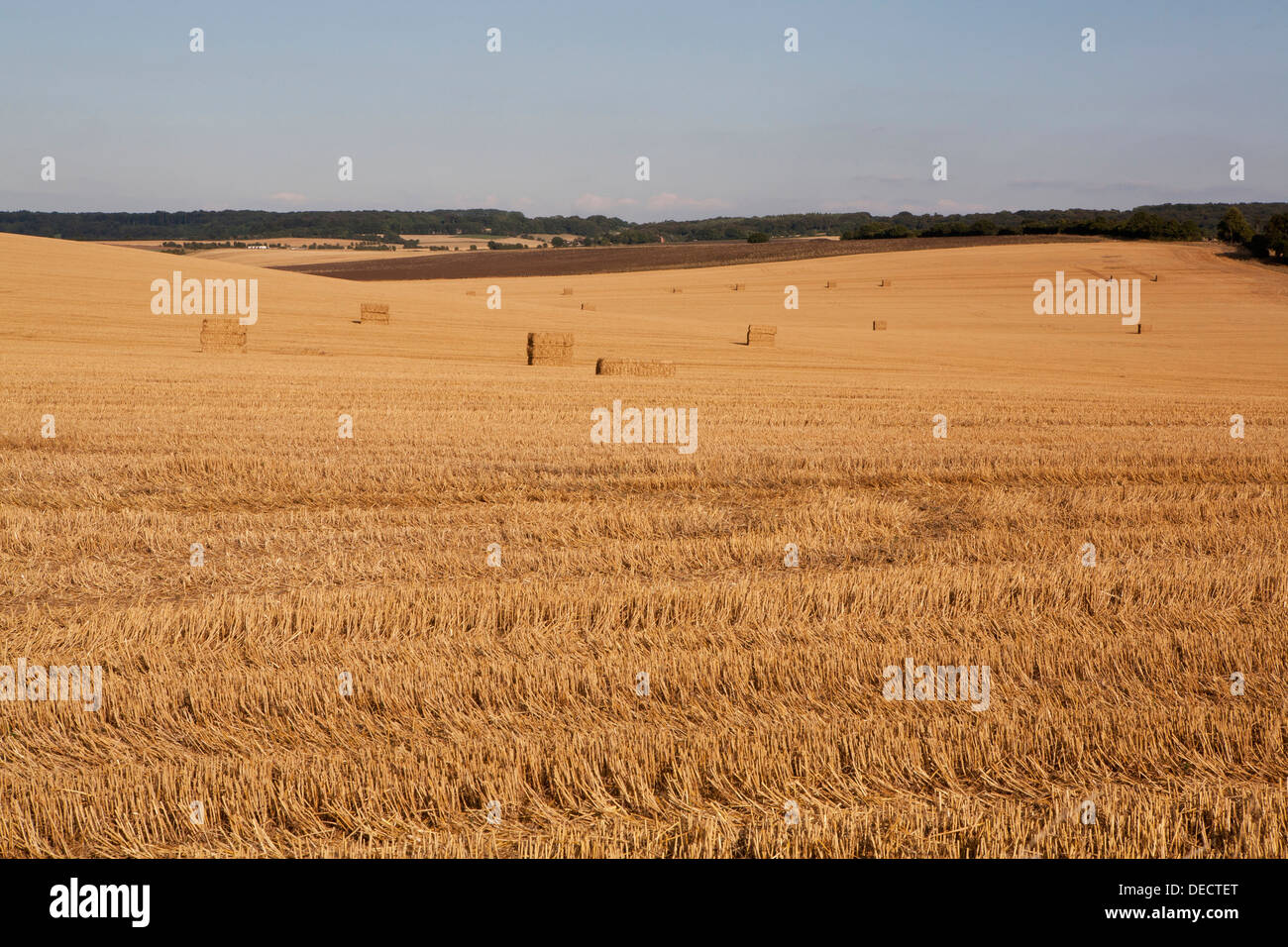 Ein roter Traktor (Massey Ferguson) sammelt Strohballen auf einem Anhänger, eine typisch englische Sommer Saison Ernte Szene. Stockfoto