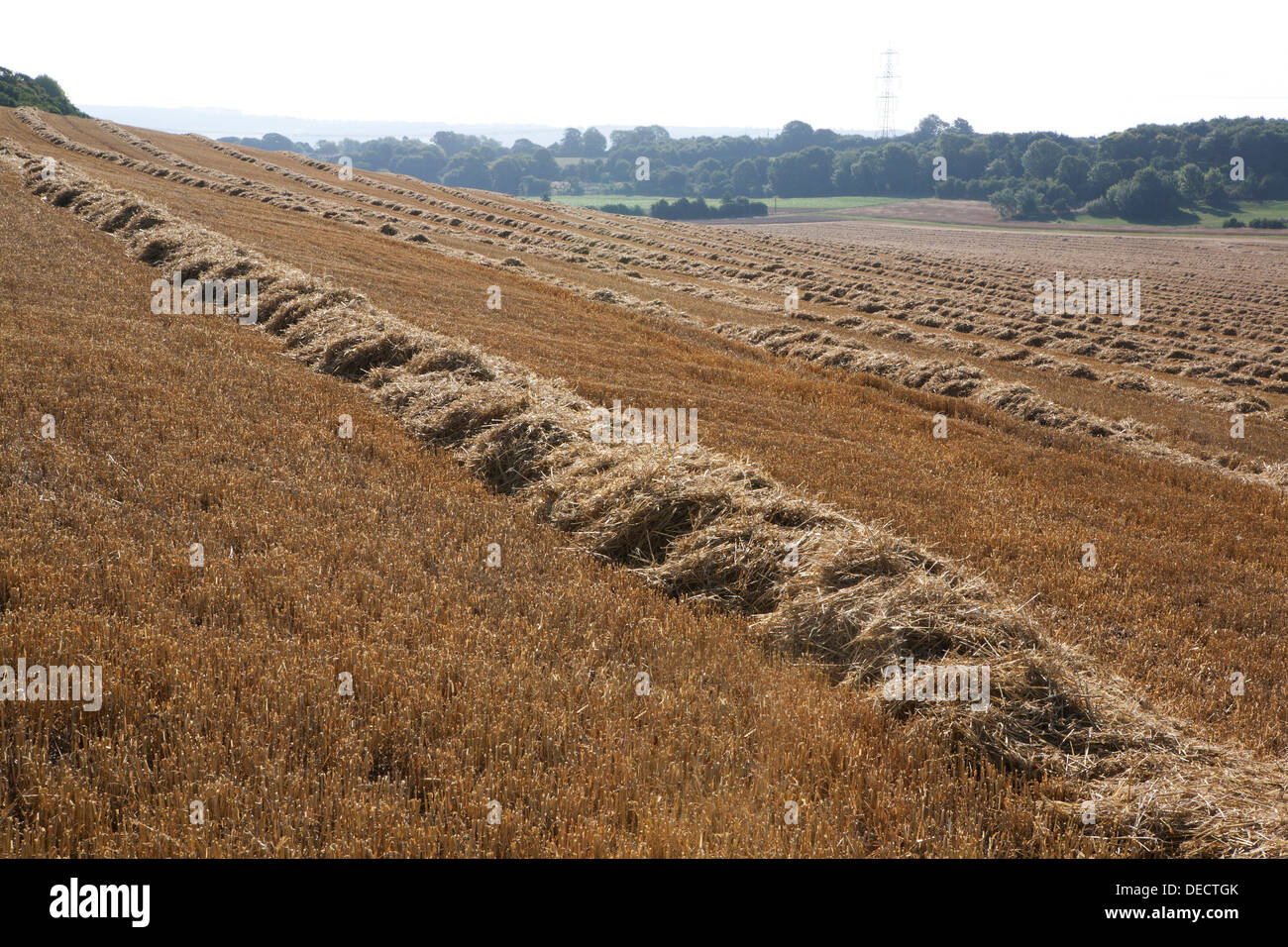 Geernteten Haufen von Stroh bereit, in der offenen Landschaft Ballen gepresst werden. Stockfoto