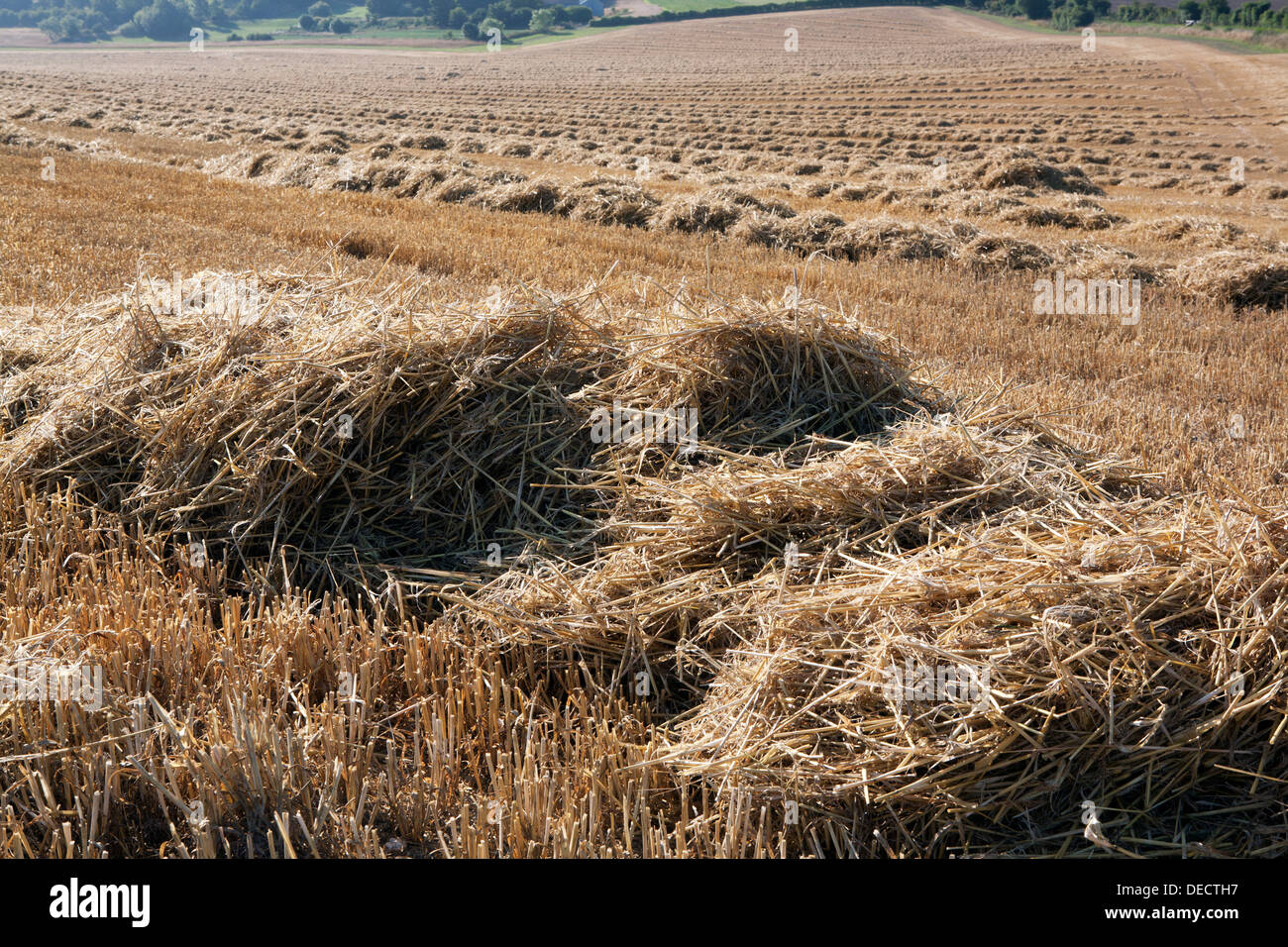 Geernteten Haufen von Stroh bereit, in der offenen Landschaft Ballen gepresst werden. Stockfoto