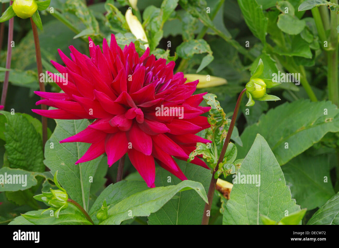 Dahlie - BLACK WIZARD Stockfoto