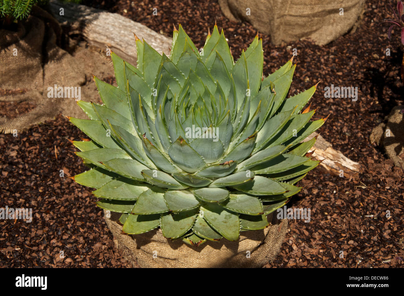 Aloe Polyphylla bedeckt die seltene Spirale Aloe auf dem Display durch Trewiddin Kindergarten in eine natürliche hessische Container. Stockfoto