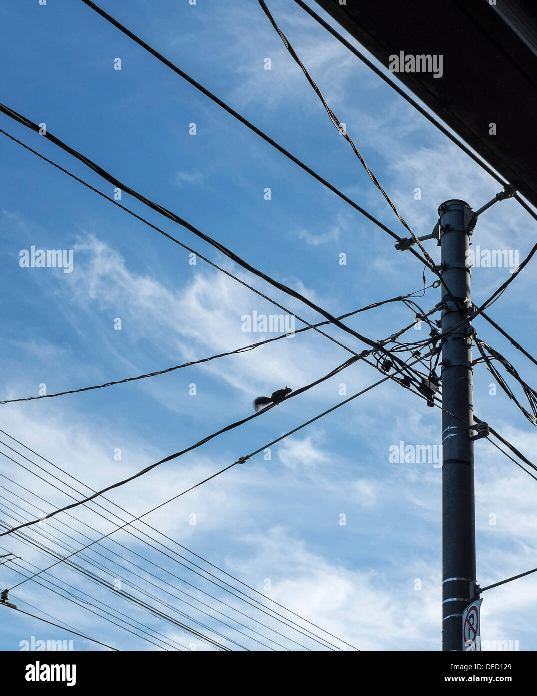 Kleine schwarze Eichhörnchen überquert Straße auf elektrische Kabel - Queen Street West, Toronto, Kanada Stockfoto