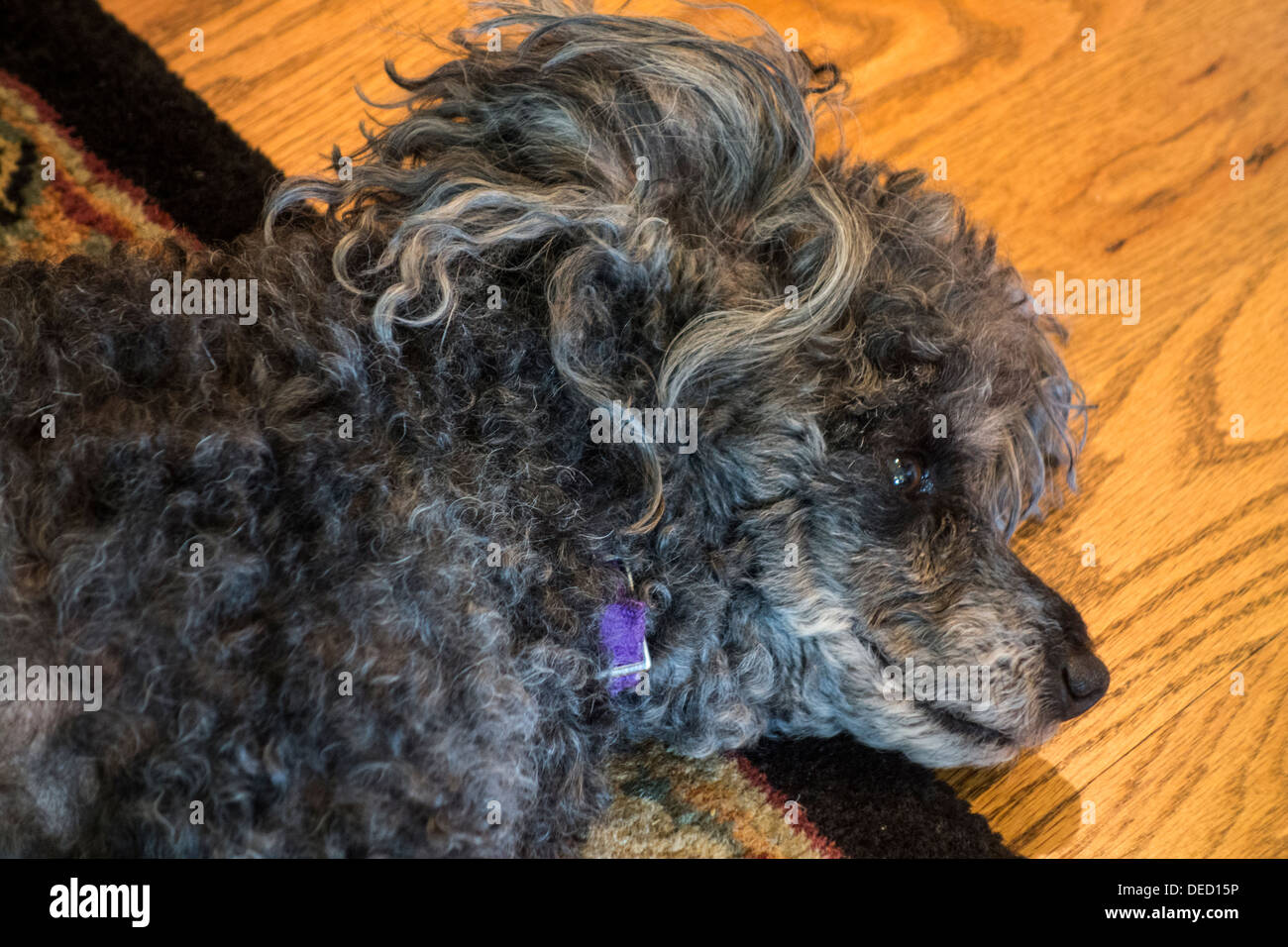 Ein alter Hund, ein einmal schwarz Pudelhündin, kurz vor dem Ende ihres Lebens, nimmt ein Nickerchen auf dem Boden. Stockfoto