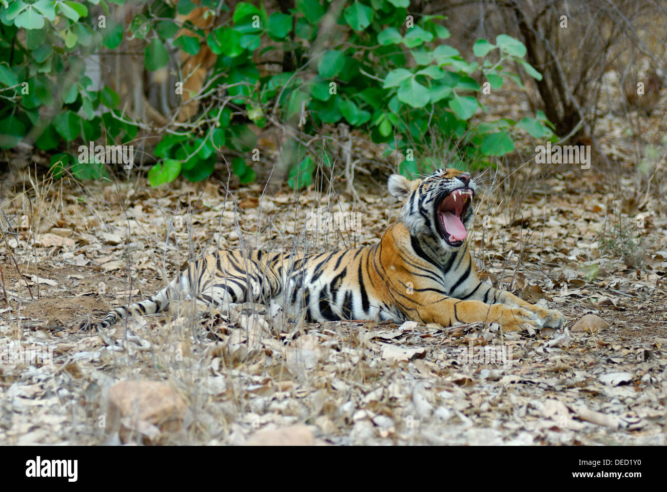 Junge wilde Tiger im Wald des Ranthambhore, Indien. (Panthera Tigris) Stockfoto