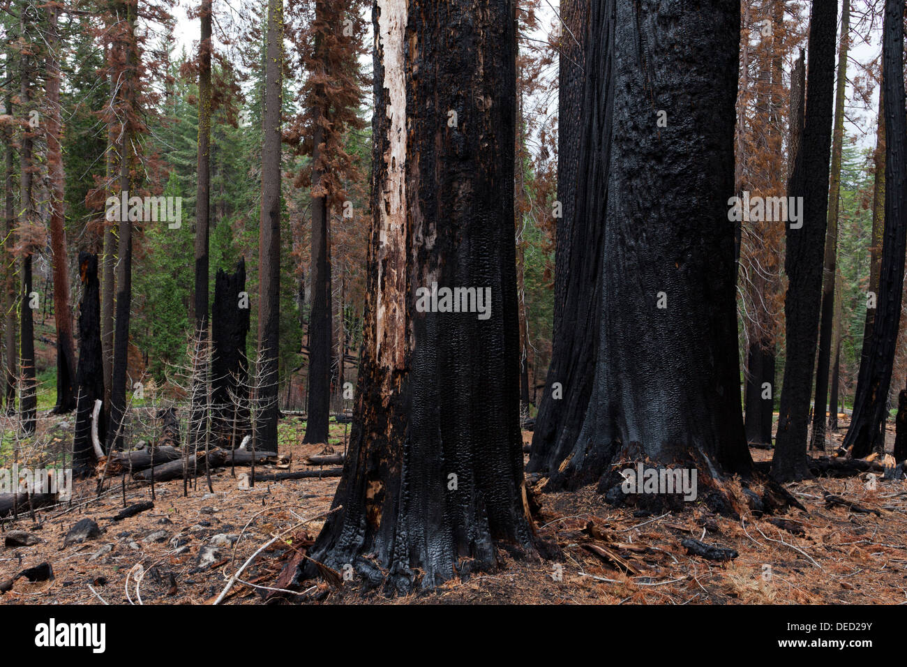Baumstämme verbrannten Wald - die Berge der Sierra Nevada, Kalifornien USA Stockfoto