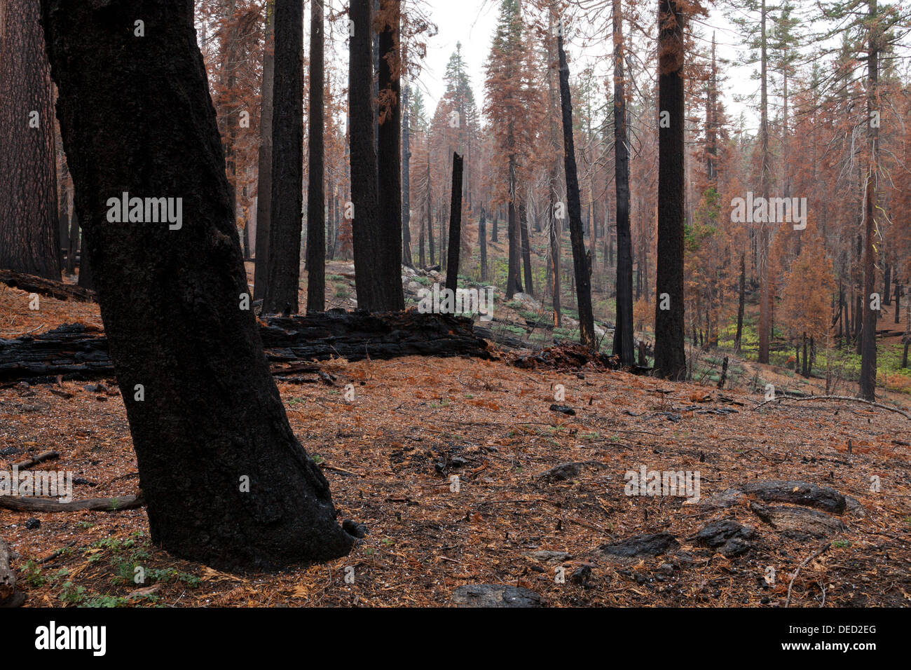 Baumstämme verbrannten Wald - die Berge der Sierra Nevada, Kalifornien USA Stockfoto
