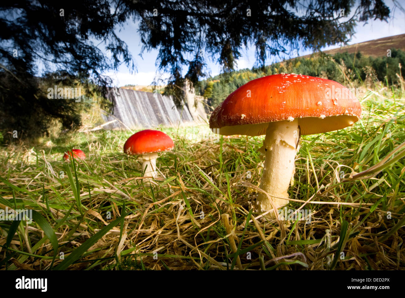 Ein Cluster von Fliegenpilz-Pilze unter einem Anguss-Baum suchen, Derwent Stausee Staumauer, Peak District, Derbyshire Stockfoto