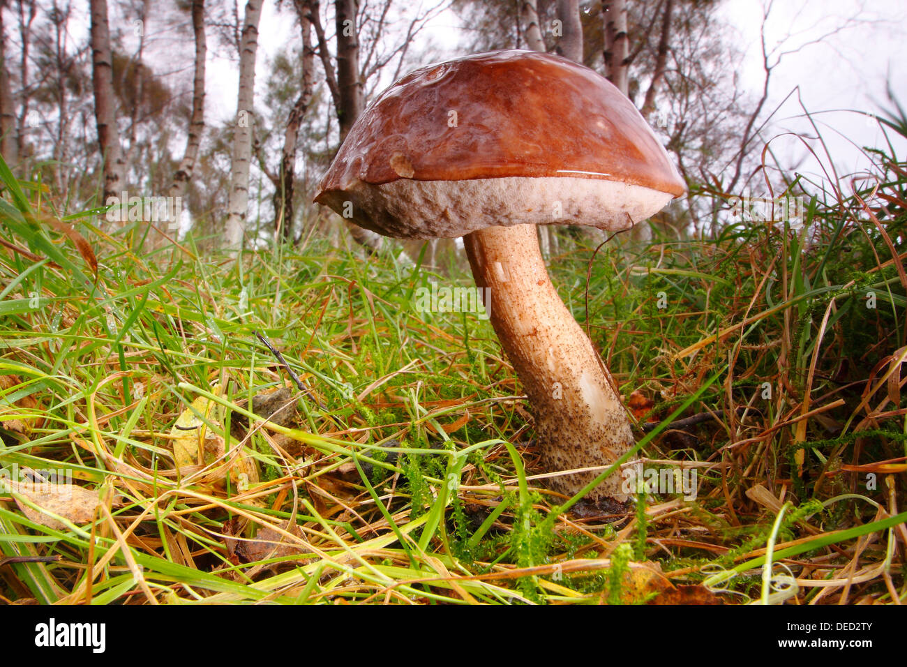 Orange Birch Bolete im Silver Birch Wald im Herbst in der Nähe von Grindleford im Peak District, Derbyshire, UK Stockfoto