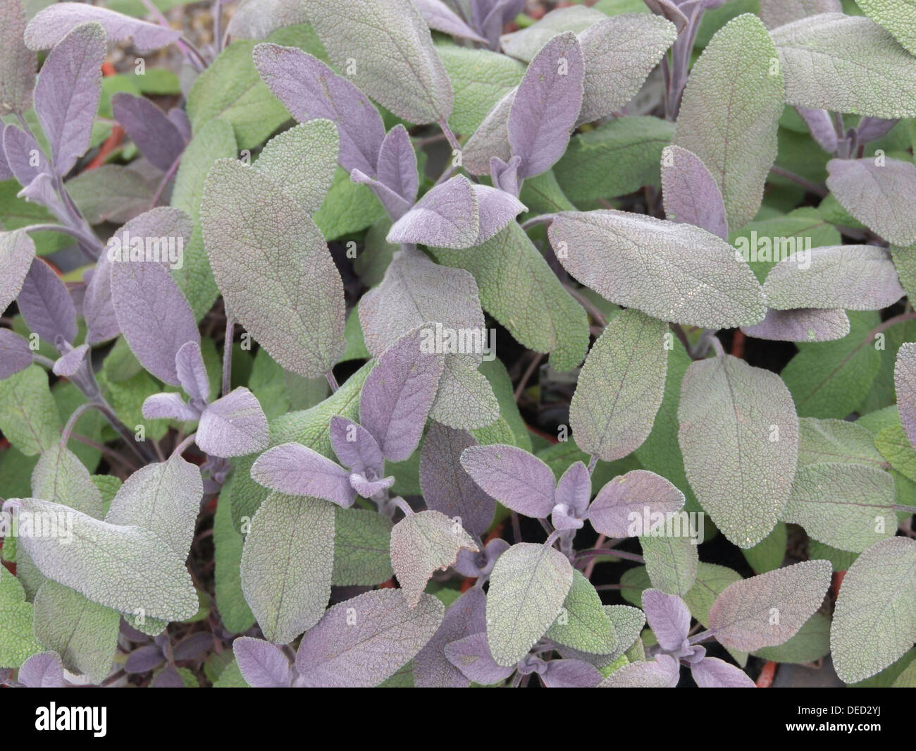 Salbei Pflanzen Salvia Officinalis "Purple Beauty" für den Verkauf in einem Gartencenter Stockfoto