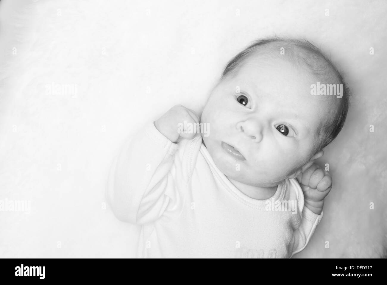 Boxen-Baby fotografiert am Fell Hintergrund in schwarz / weiß Stockfoto