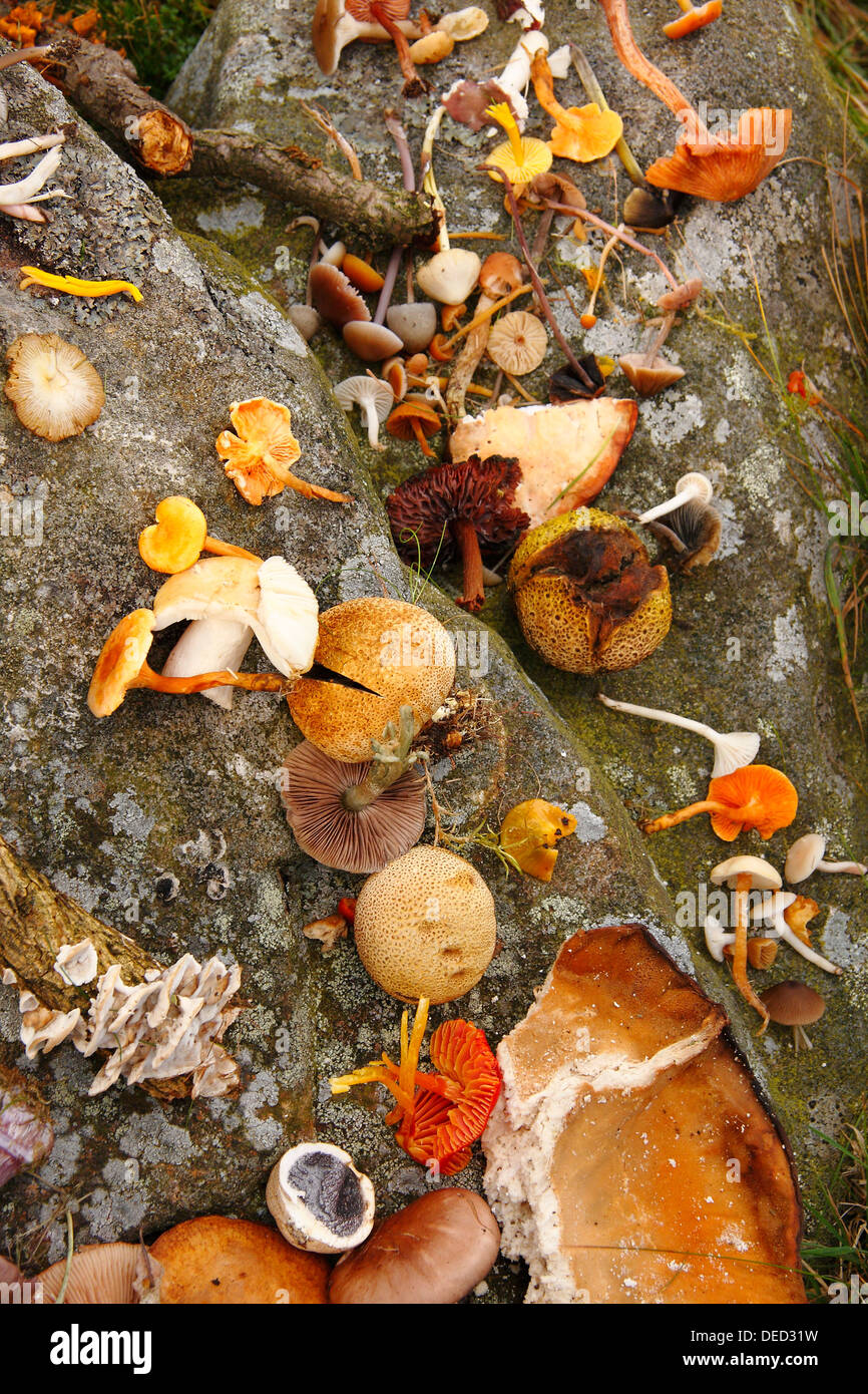 Ein Array von Pilze gesammelt auf einen Streifzug in Wäldern in der Nähe von Baslow im Peak District, Derbyshire Stockfoto